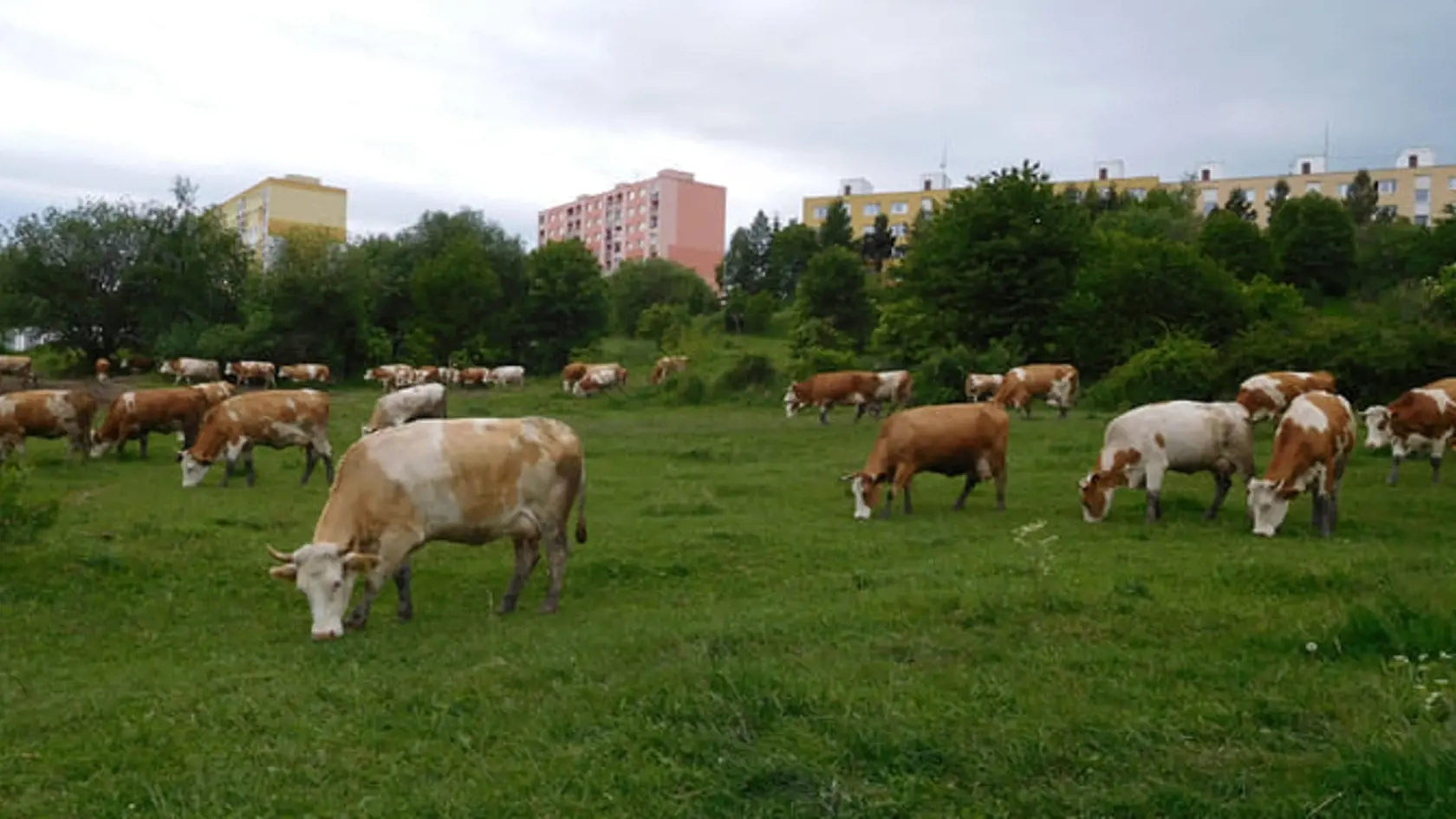 Projekt Adoptuj si kravičku sa spúšťa už túto sobotu.
