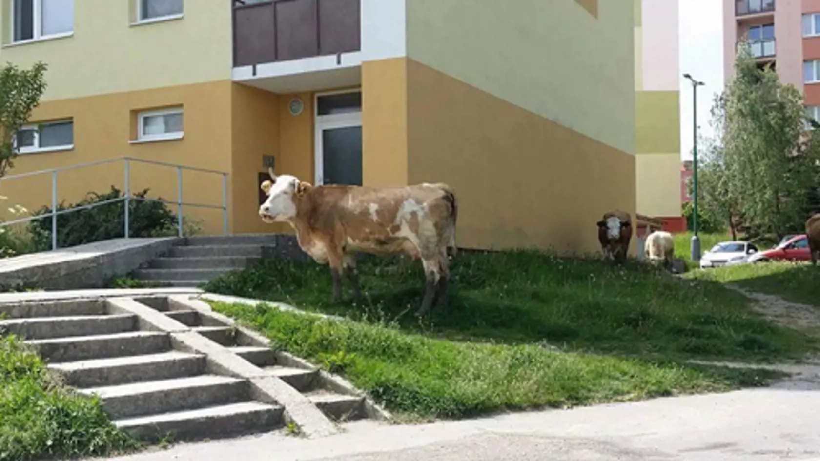 Projekt Adoptuj si kravičku sa spúšťa už túto sobotu.