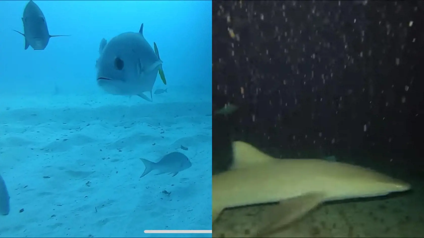 Niekedy si ani nevieme predstaviť, čo všetko sa nachádza na dne oceánu.