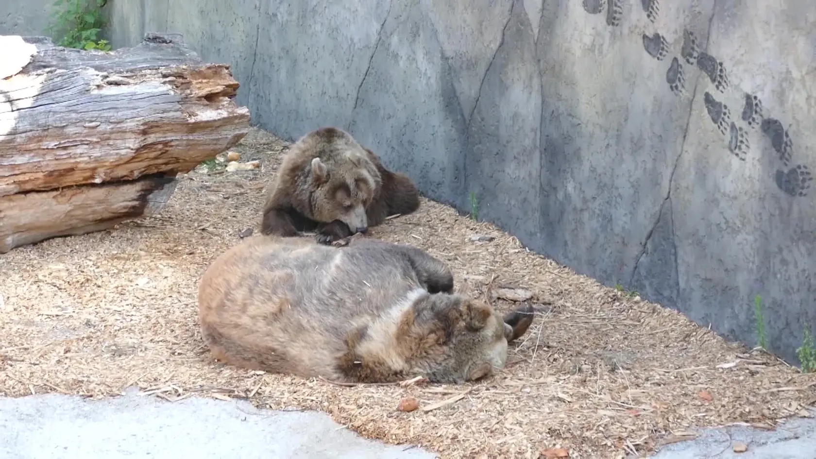 V bojnickej zoo ušiel v lete roku 2016 medveď: Balú († 6) na svoju trúf alosť doplatil životom!