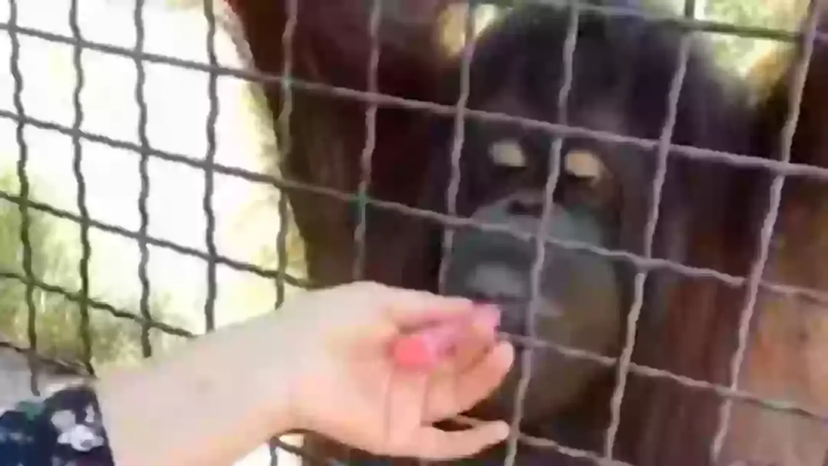 Orangutany sú známe svojou inteligenciou a genetickou príbuznosťou s ľuďmi.