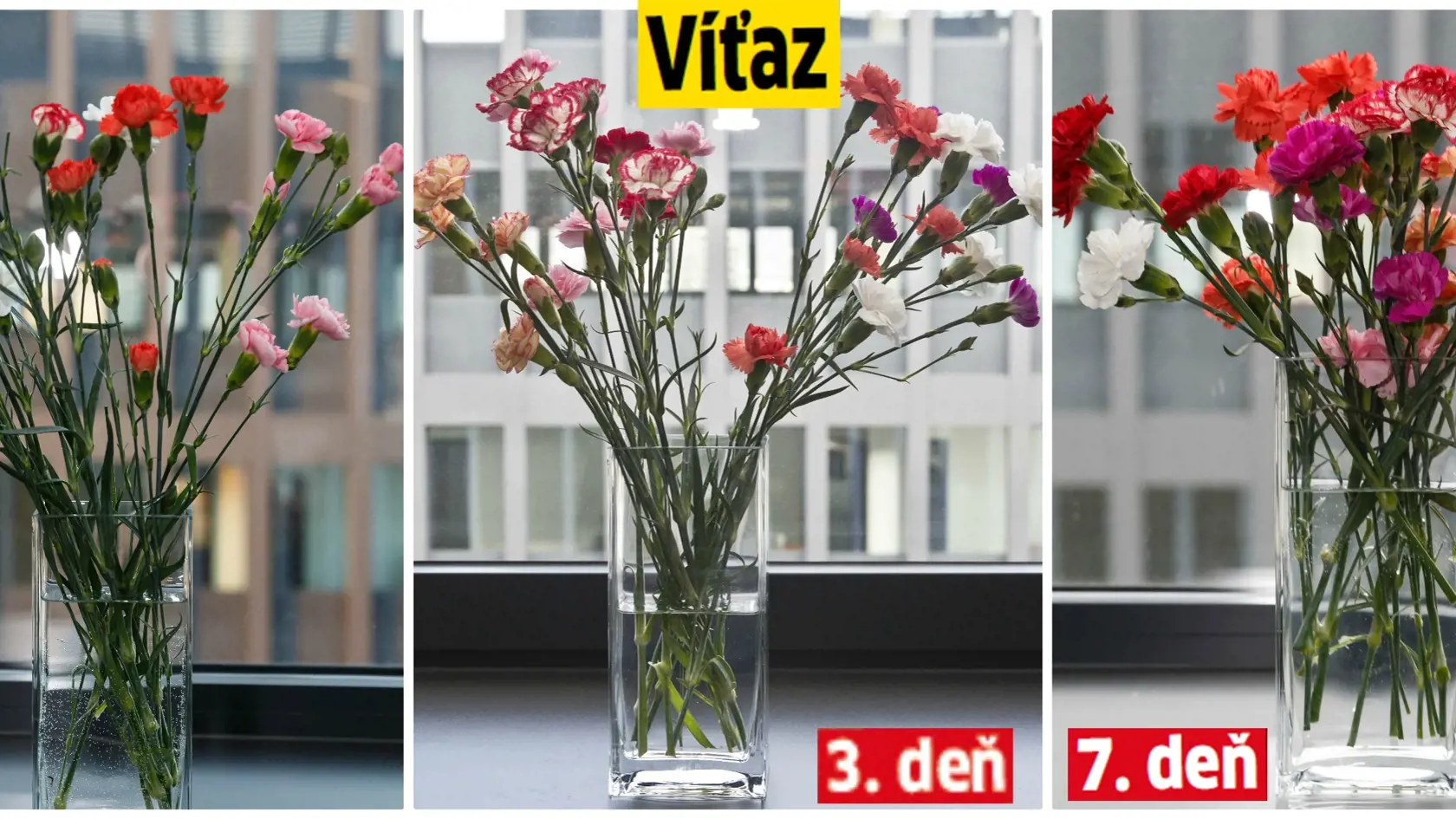 Viackveté karafiáty 10,50 €/9 ks.