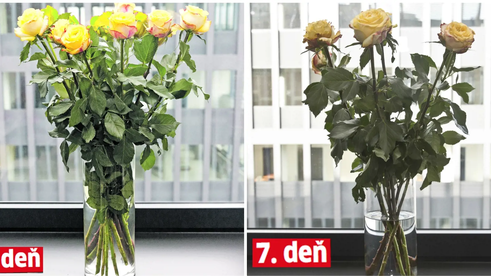 Žlté ruže 4,99 €/7 ks.