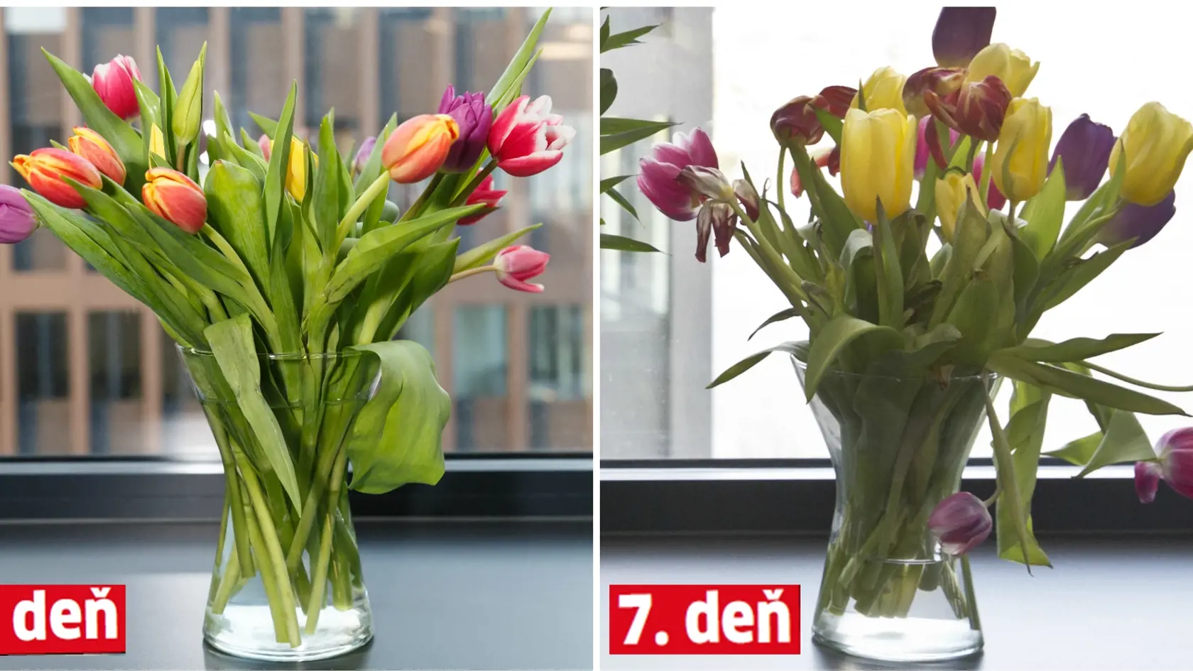 Tulipány 8,88 €/2 kytičky.