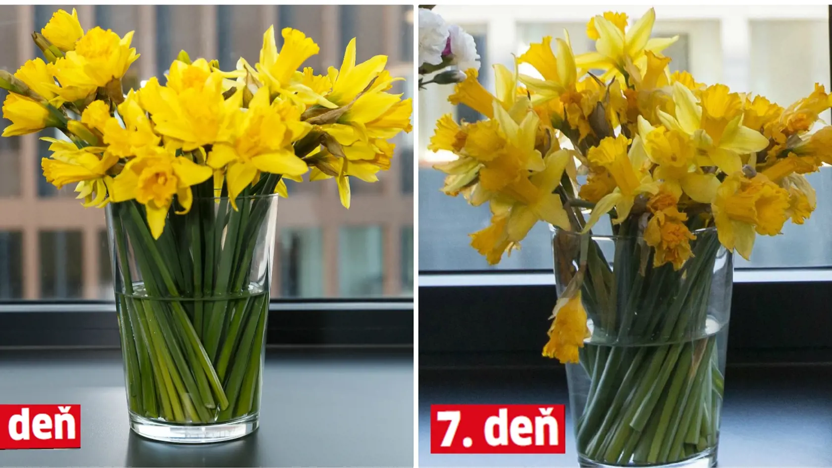 Narcisy 3,38 €/2 kytičky.