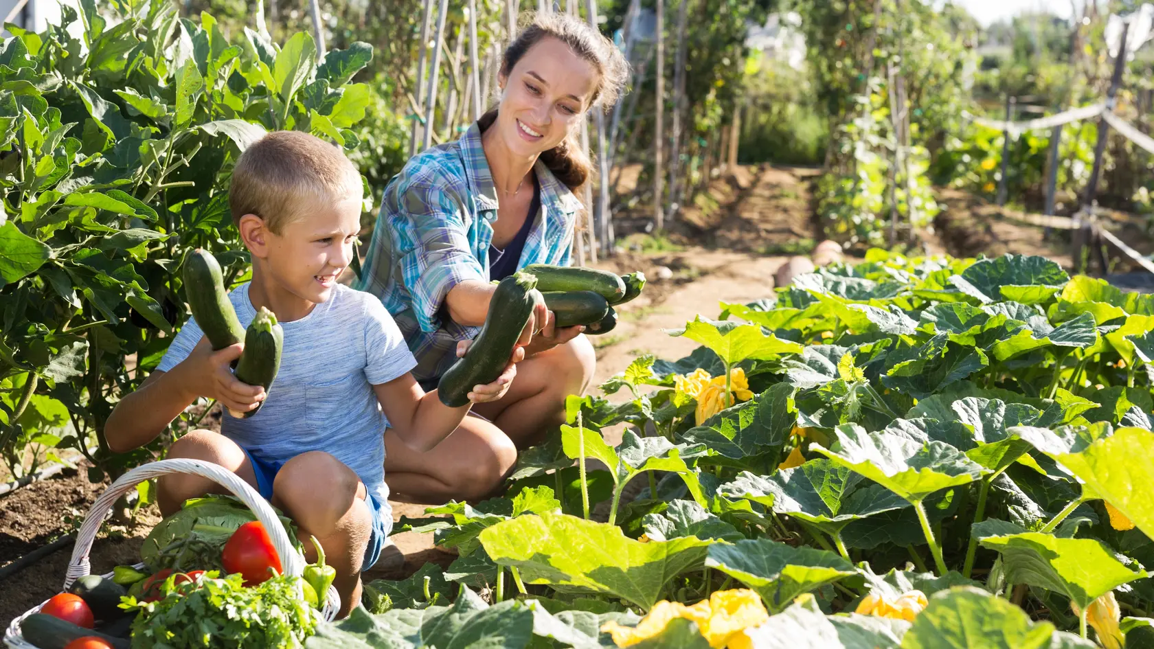 Portrait of woman with boy working in garden, harvesting ripe zucchini