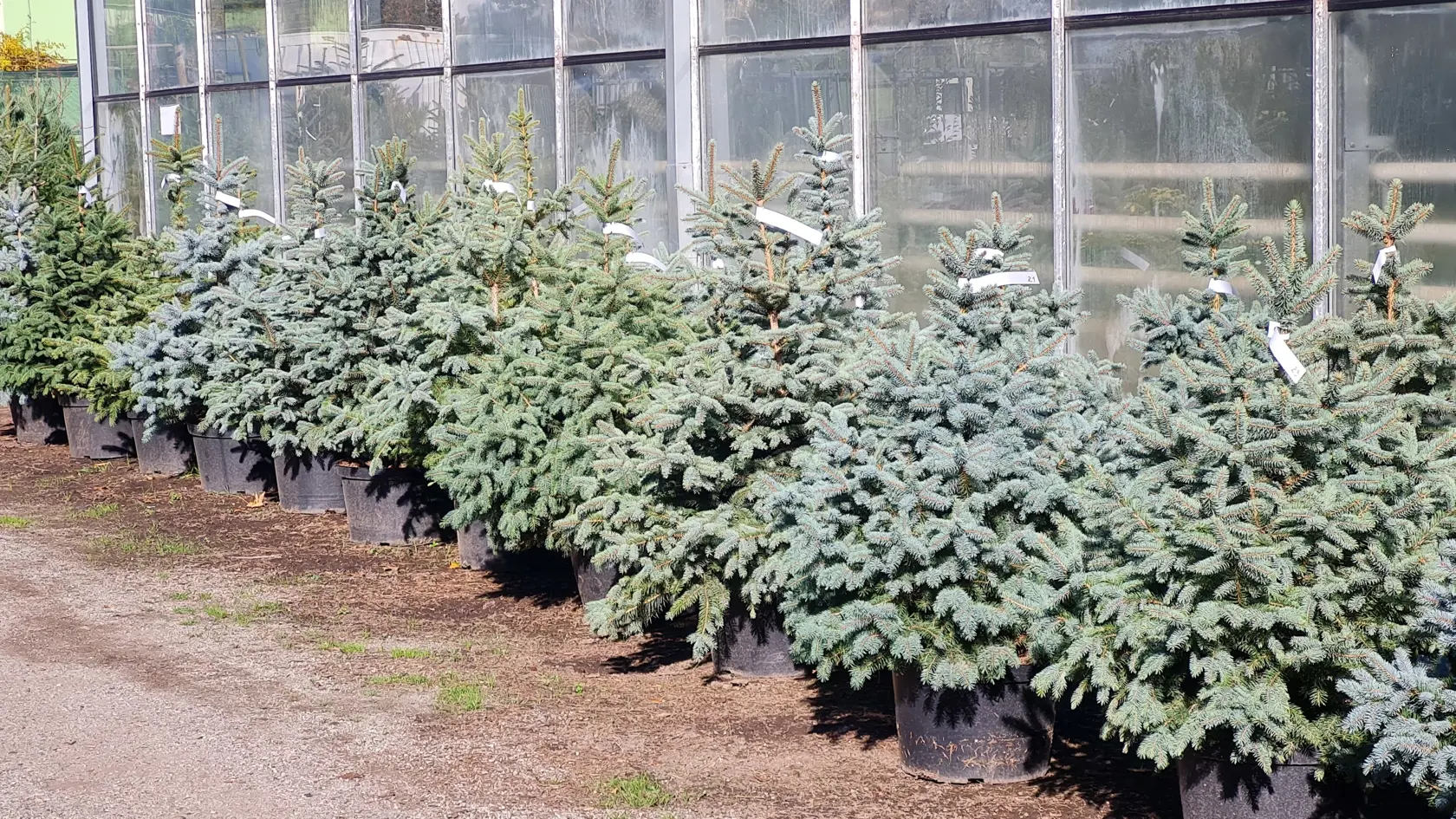 Všetky stromčeky ponúkané na prenájom sú smreky pichľavé (picea pungens), ktoré sa podniku veľmi osvedčili, lebo sú odolné a vizuálne pekné stromy s krásnou striebristou farbou ihličia.
