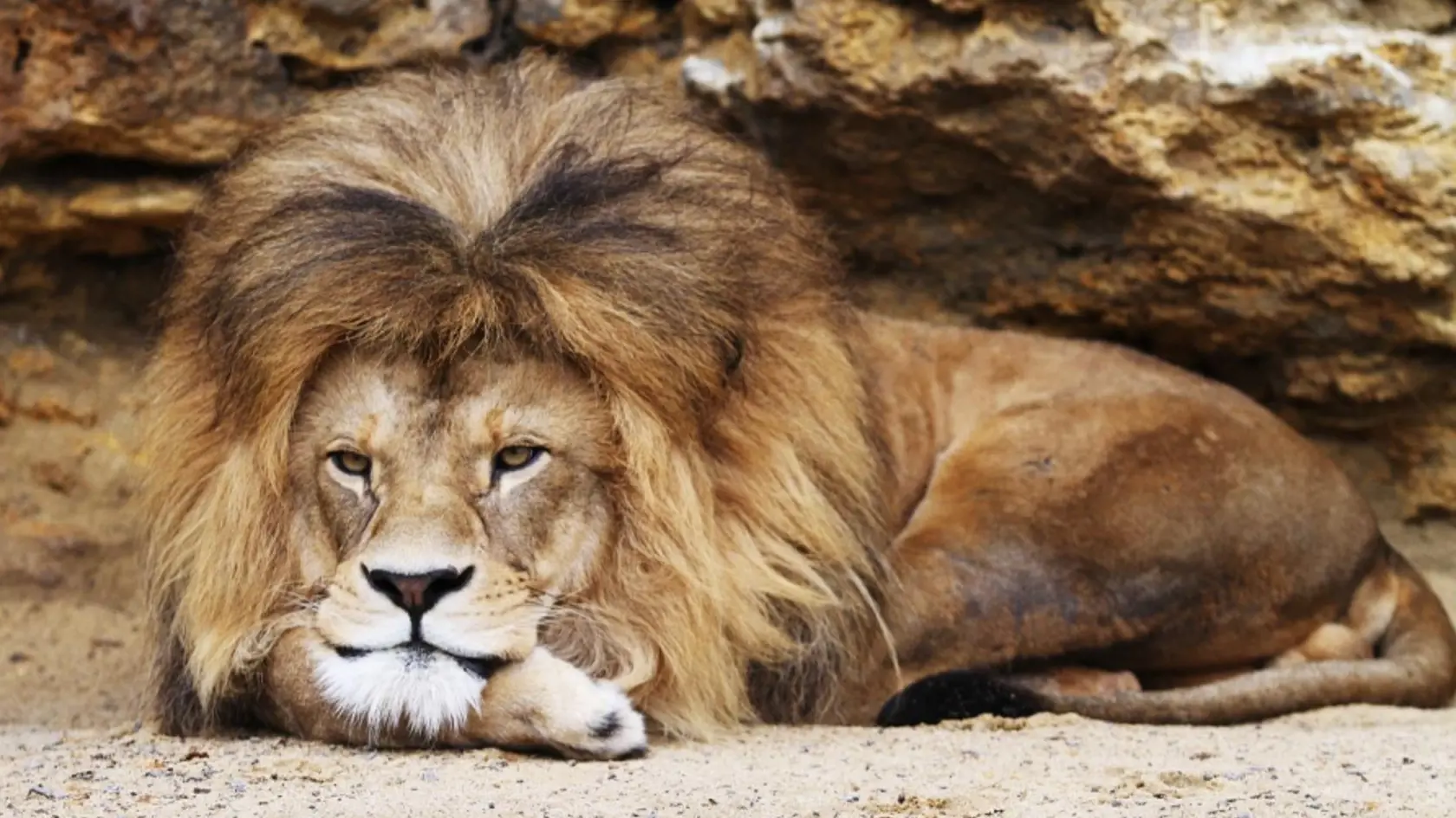 Leva berberského Aslana museli v bojnickej ZOO utratiť.