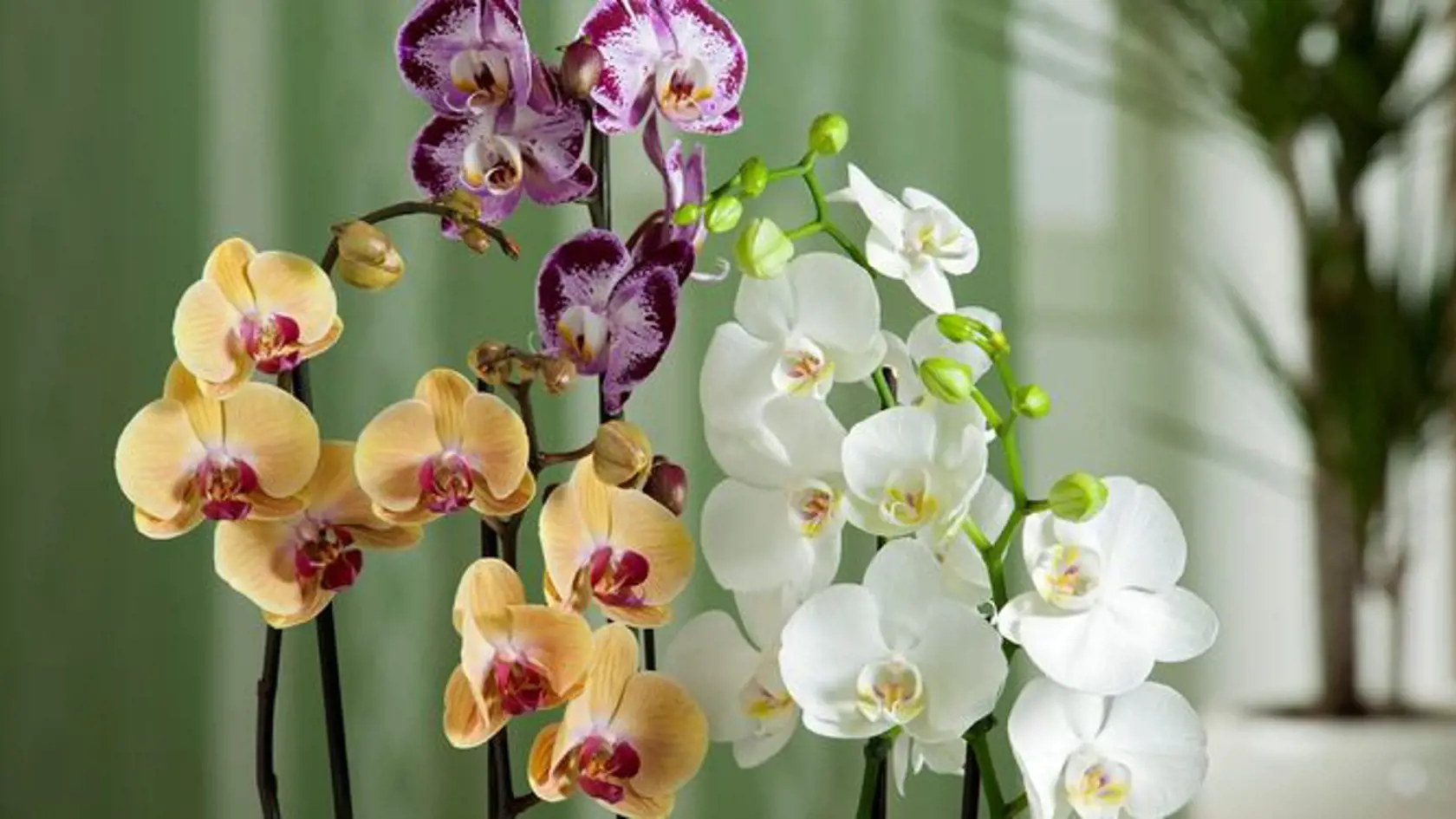 Viete koľko rokov sa môže dožiť orchidea?