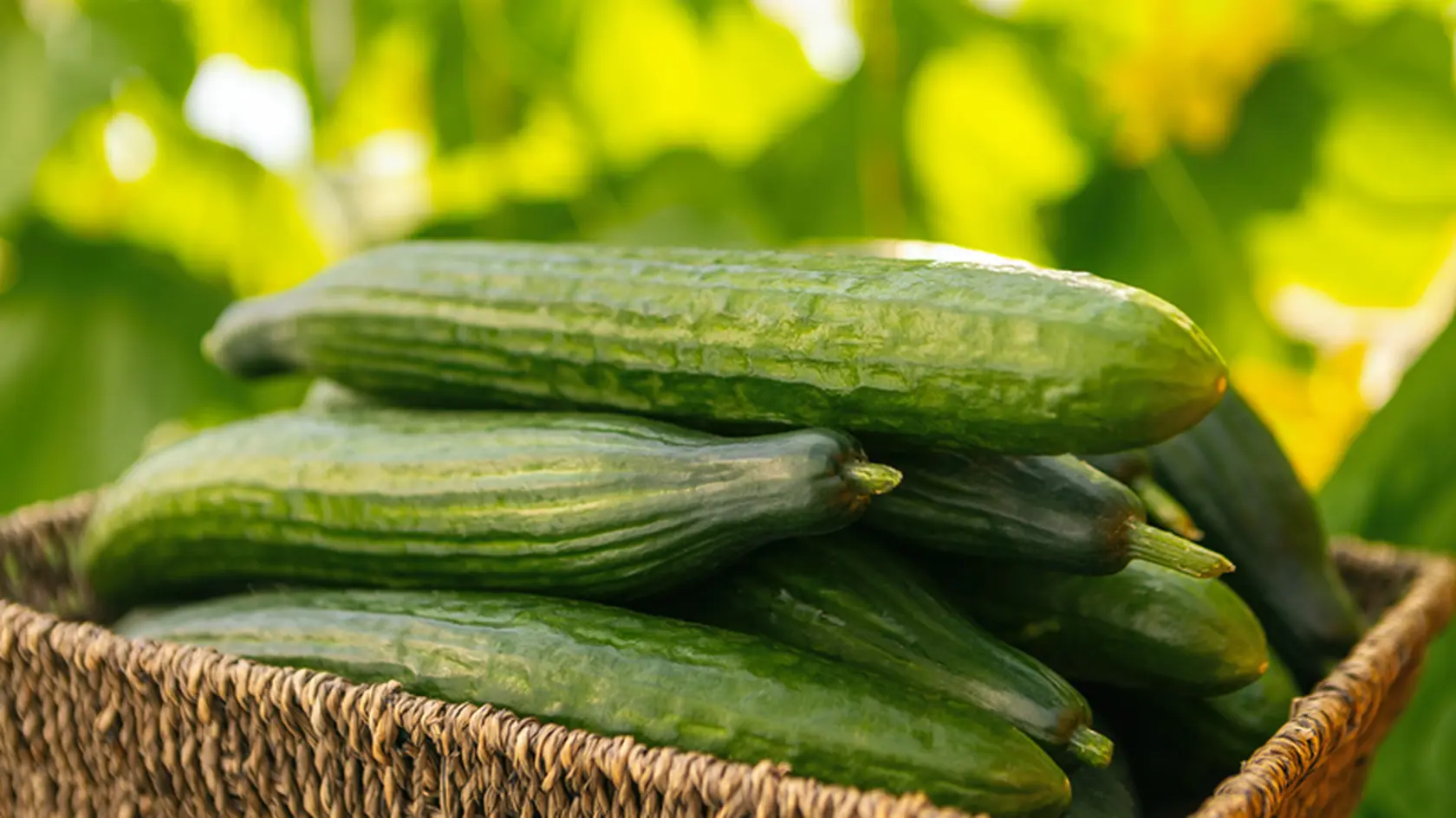 Ak vás v horúcich dňoch prepadne únava, hlad alebo smäd, pomôže vám uhorka