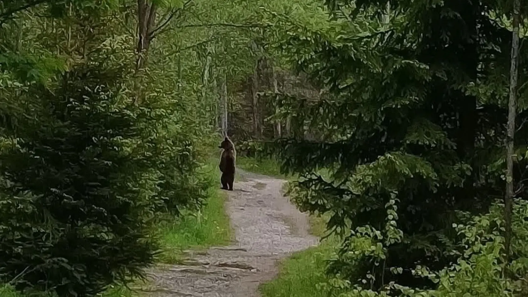 Tatiana zverejnila fotografiu medveď v jej blízkosti.