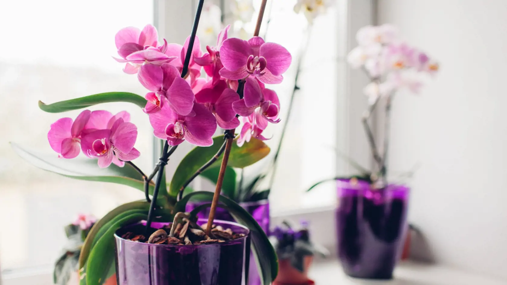 Purple,Orchid,On,Windowsill.,Home,Plants,Care.