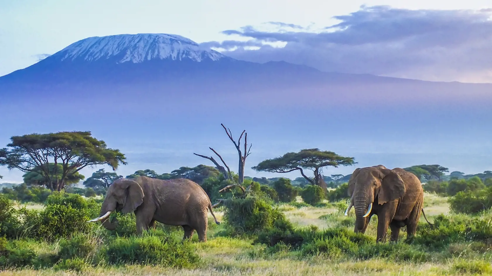 Elephants,And,Kilimanjaro