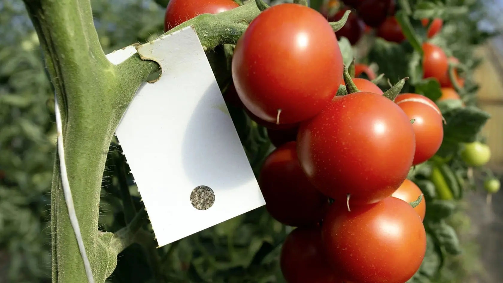Balíček s E. formosa opatrne otvorte vnútri skleníka. Ak je to možné, kartičky zaveste na plodinu približne 75 cm pod vrchol rastliny.