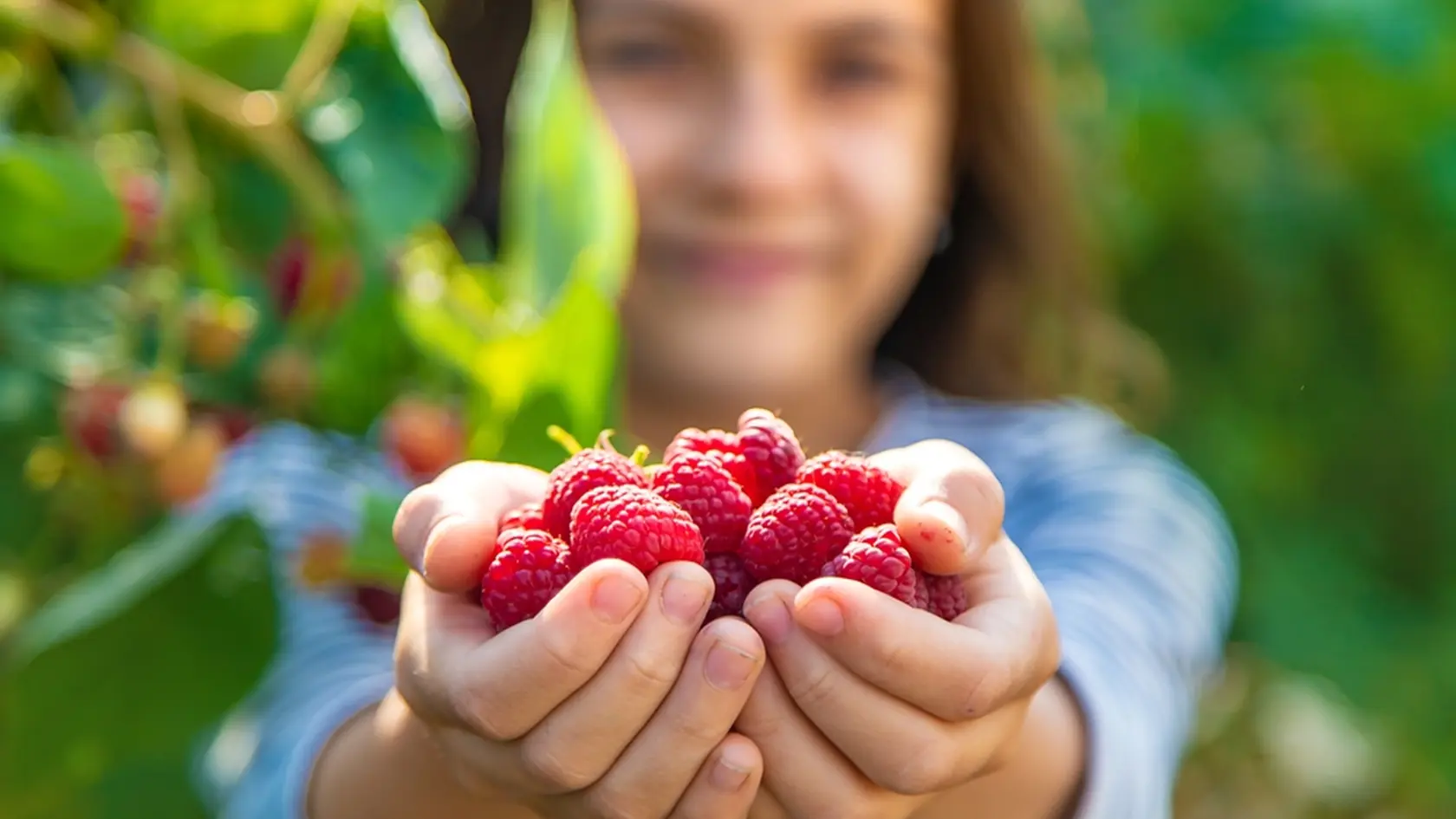 A child harvests raspberries in the garden. Selective focus. Kid.
