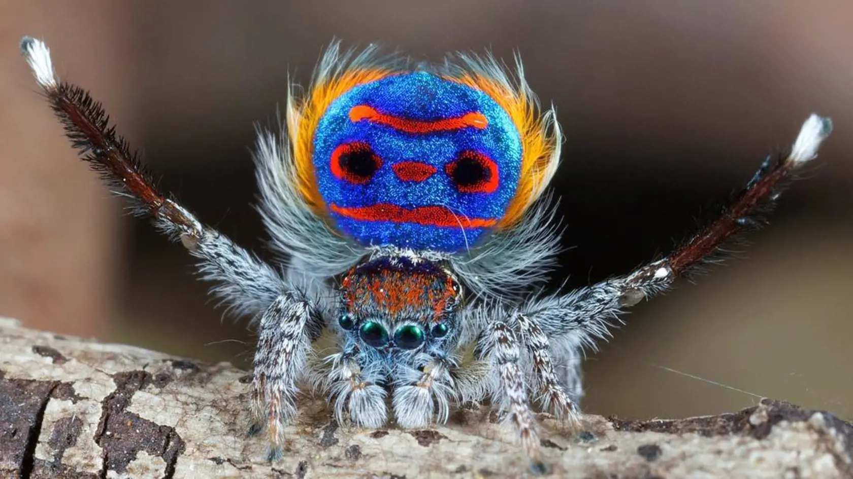 Maratus Volans.