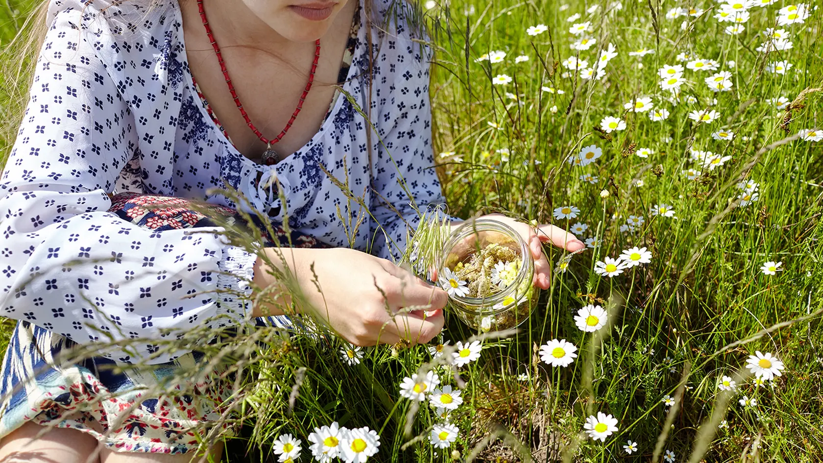 Woman collects medicinal herbs in green meadow. Fresh green herbs harvest. Alternative herbal medicine. Collection of medicinal herbs