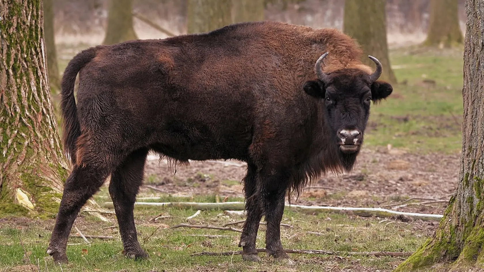 Zubor hrivnatý (Bison bonasus) je naším najväčším voľne žijúcim živočíchom.