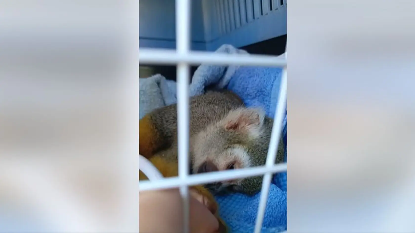Otrava čokoládou mala pre opičku fatálne následky.