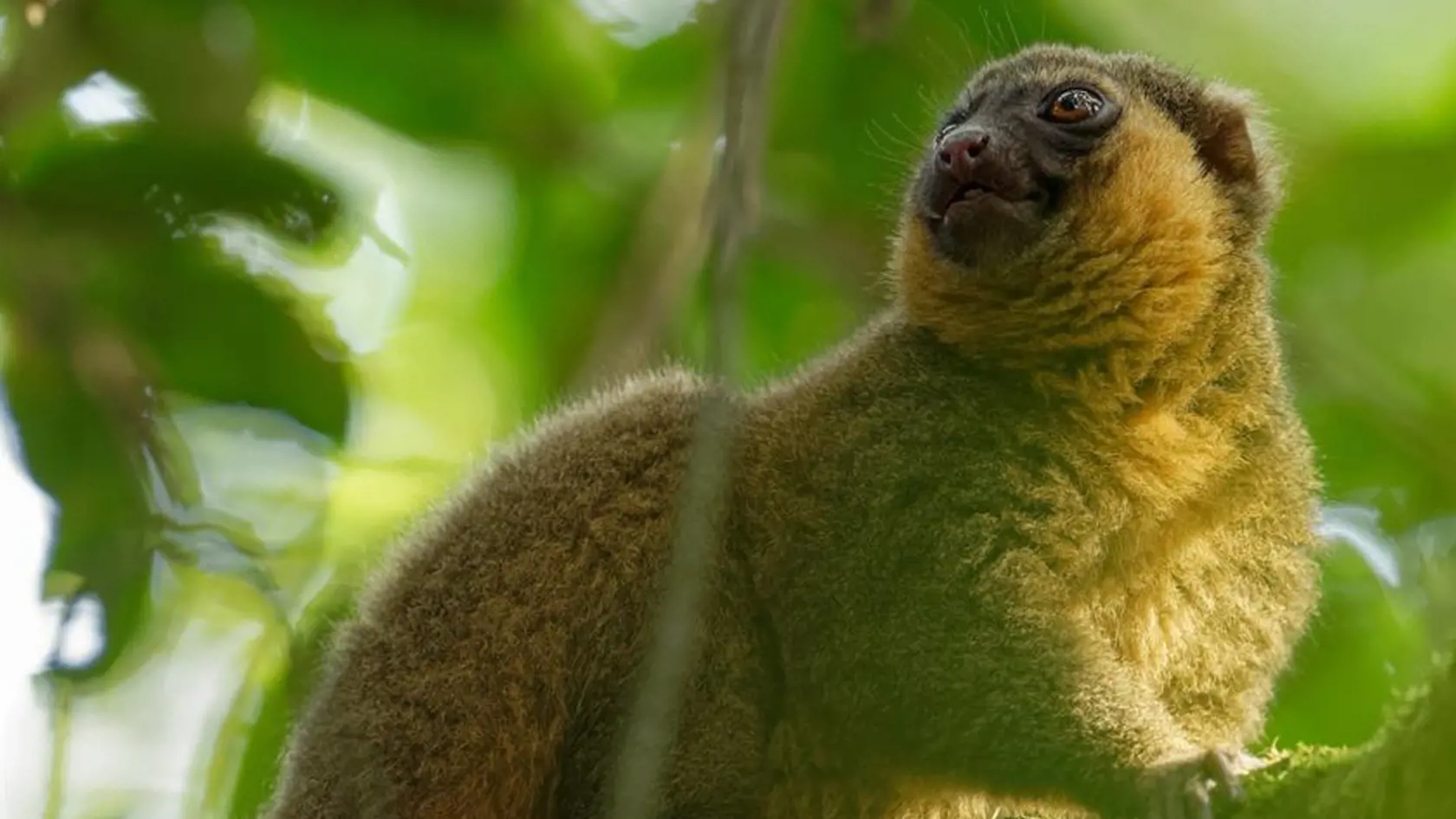 Lemur zlatý.