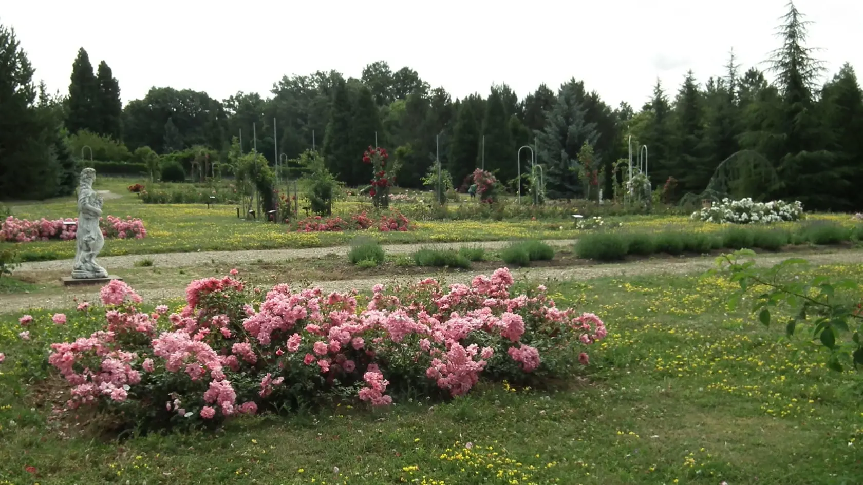 V Arboréte Mlyňany sa ruže rozprestierajú na ploche jedného hektára.