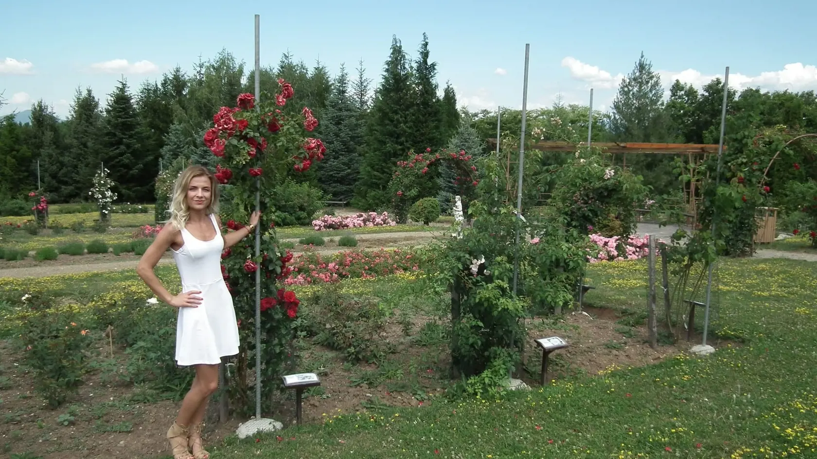 „Sú tu naozaj krásne ruže, na ktoré sa oplatí prísť pozrieť,“ netají Martina Čiffáryová z Vinodola.
