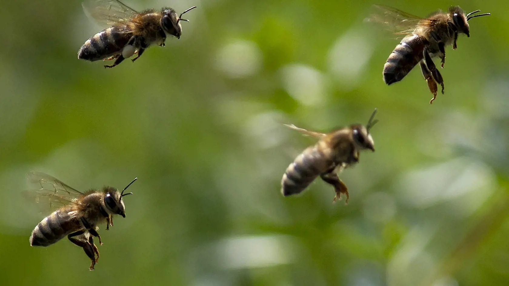 Pacienti, ktorí sú alergickí na osie alebo včelie bodnutie, by mali v prvom rade dbať na prevenciu a nosiť so sebou adrenalínové pero, ktoré je na lekársky predpis. 

Bees fly near their beechive on a meadow in Wehrheim near Frankfurt, Germany, Wednesday, June 10, 2020. (AP Photo/Michael Probst)