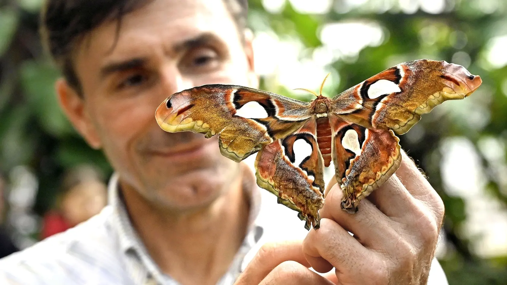 Megalákadlo: Doslova jedným z najväčších lákadiel je Attacus atlas. Môže mať rozpätie krídel až 30 centimetrov.