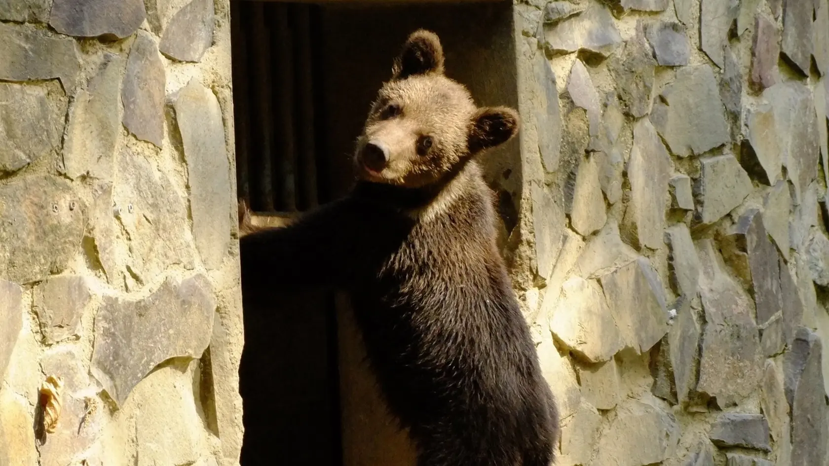 Medvieďatá, ktoré dostali mená Alica, Hugo a Michal, priviezli do zoo minulý týždeň.