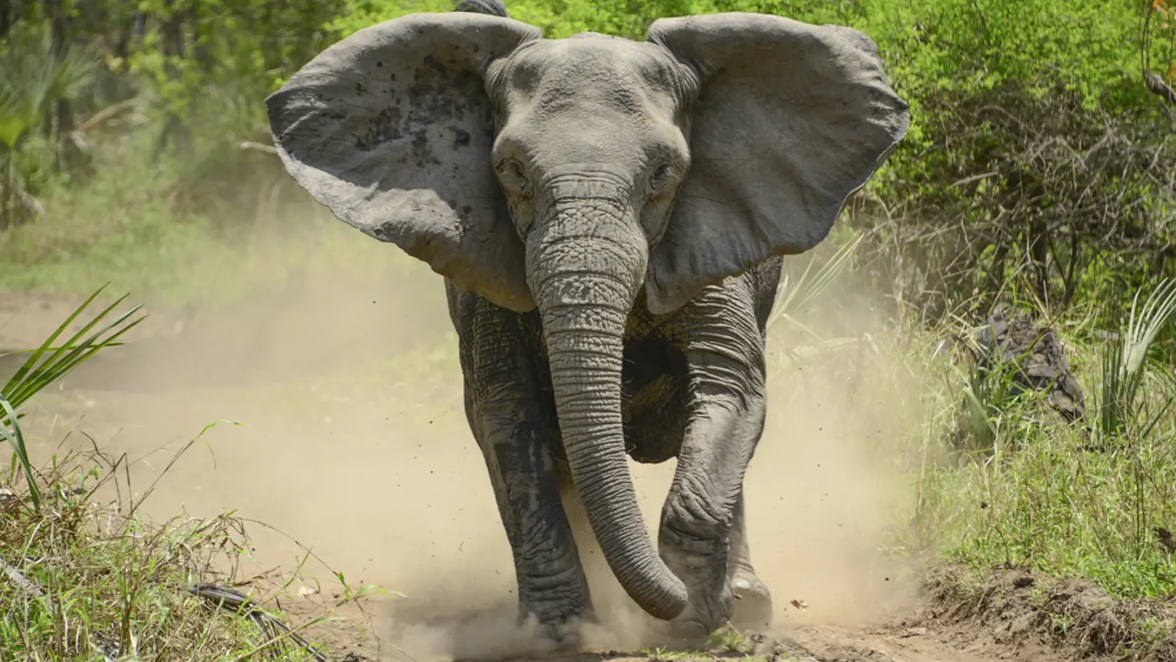 Angry,Elephant