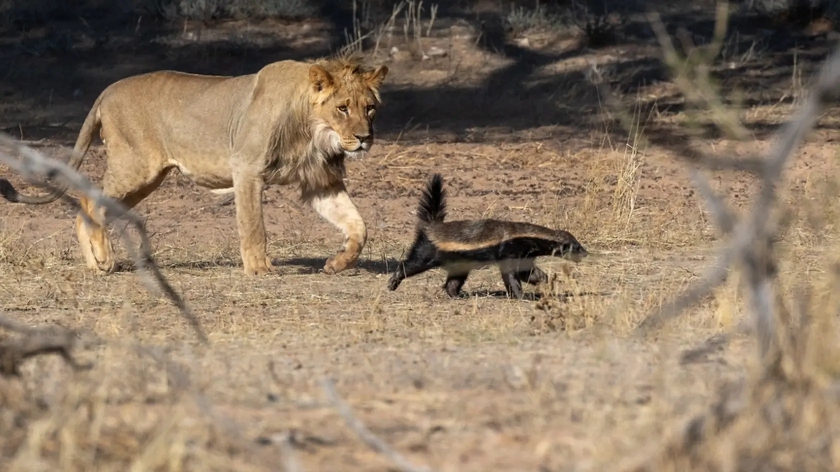 Young,Lion,Chasing,A,Honey,Badger,In,The,Kgalagadi,Transfrontier