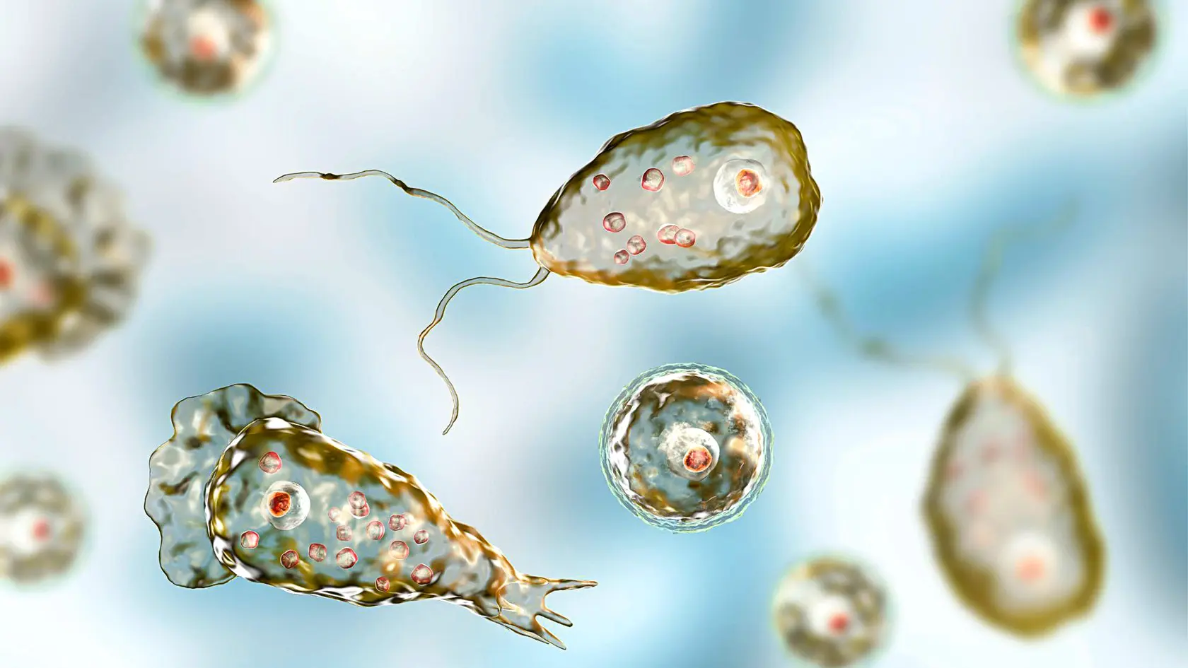 Naegleria fowleri