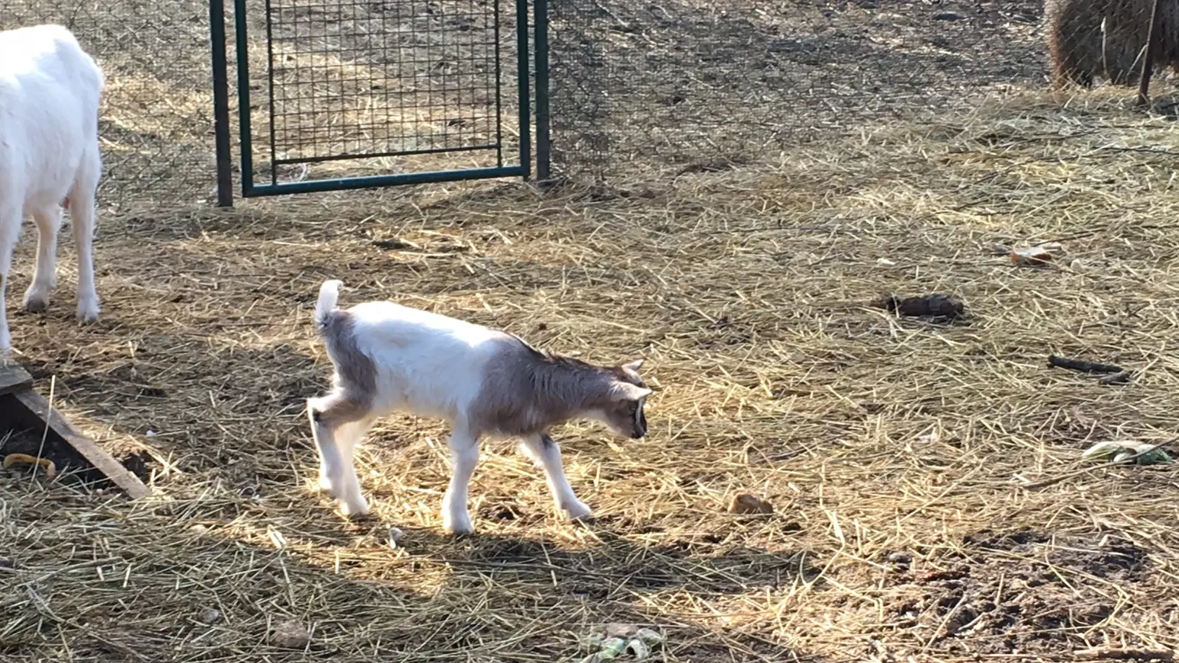 Capko a dve kozliatka sú miláčikmi mini zoo v Lučenci. Do 3. marca im môžete navrhnúť mená.