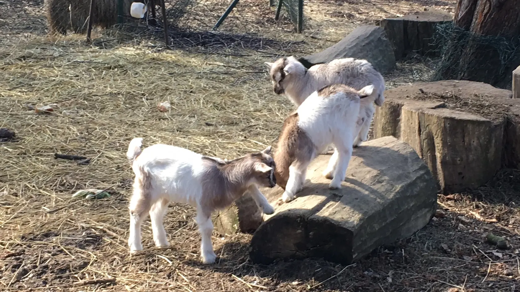 Capko a dve kozliatka sú miláčikmi mini zoo v Lučenci. Do 3. marca im môžete navrhnúť mená.