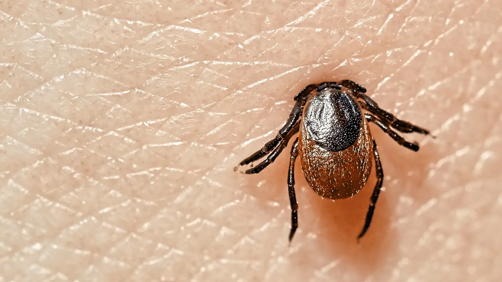 Kliešť obyčajný (Ixodes ricinus)