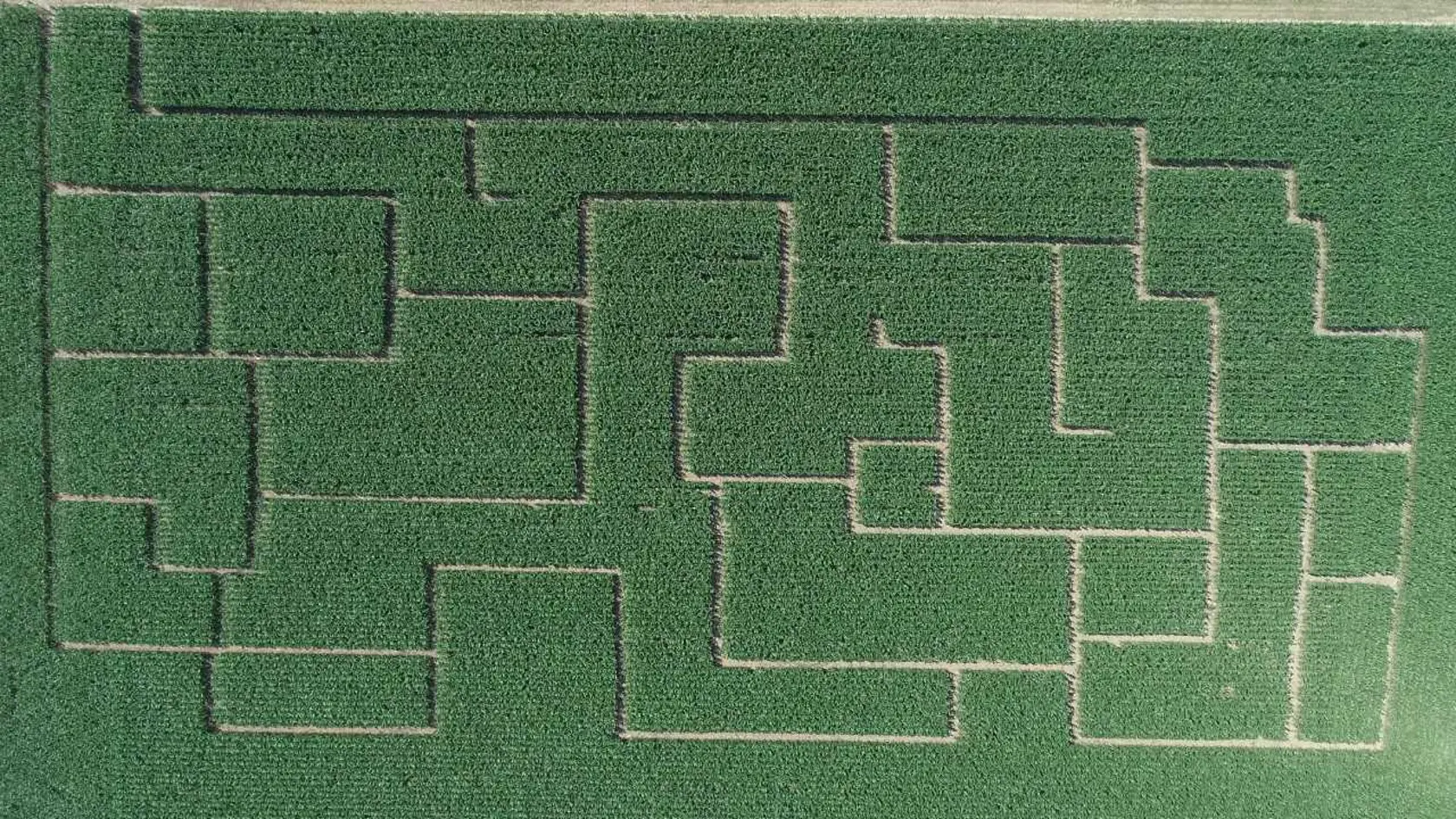 Bludisko je veľké 2,5 ha (dĺžka 200 m, šírka 125 m) a trasa bludiska je 1,9 km.