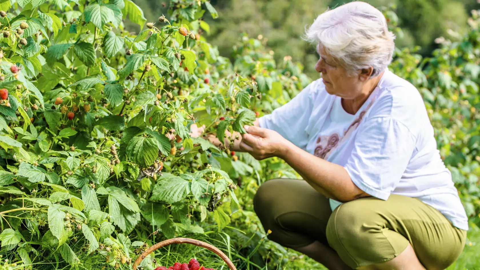 Woman harvesting raspberries, picking fruits in season, work in the garden