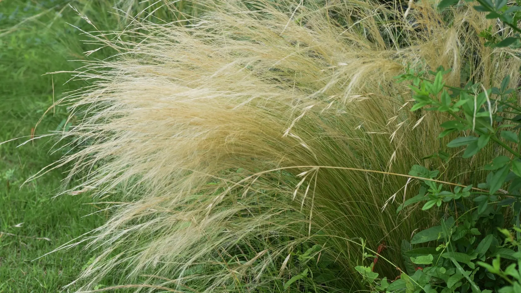 Je to nádherná a nenáročná okrasná tráva, ktorá dorastá do výšky asi 50 cm