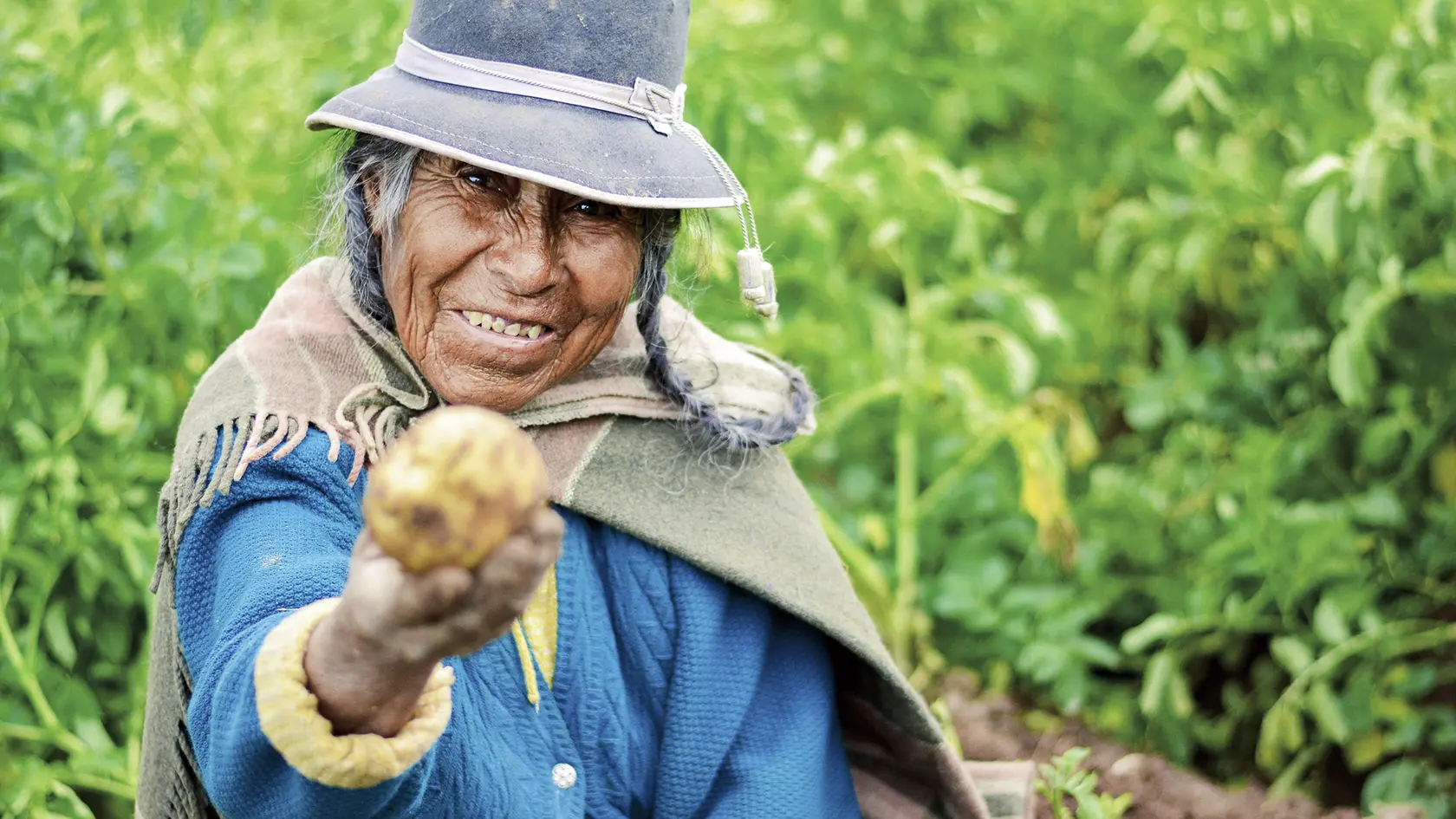 Predkolumbovská civilizácia na území dnešného Peru sa tejto plodiny nebála a cielene ju pestovala.