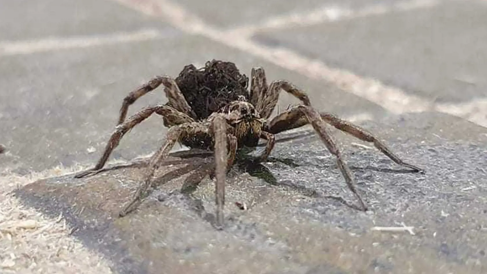 Fotogtafiu najväčšieho pavúka na Slovensku nám poslal aj Lukáš.