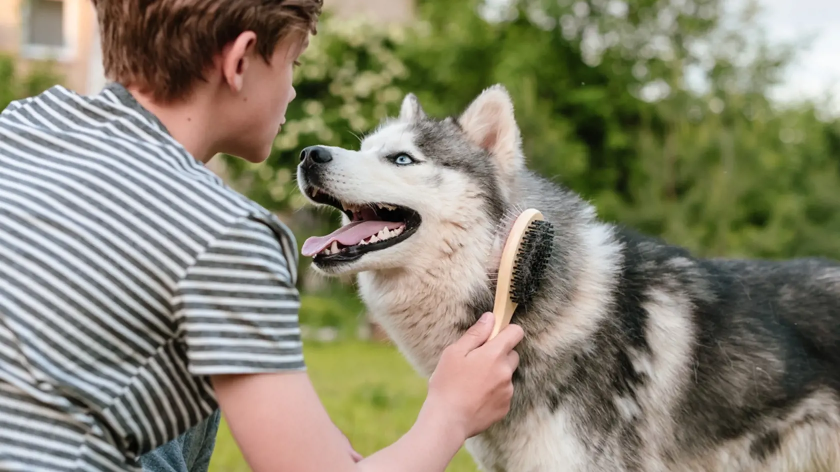 Young,Teenage,Boy,Combing,Dog,At,Special,Brush,Outdoor,In