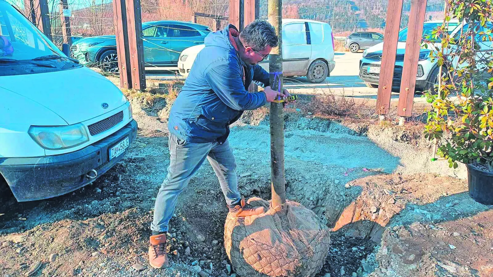 Sadia sa vysoké stromy, žiadne nízke kríčky.