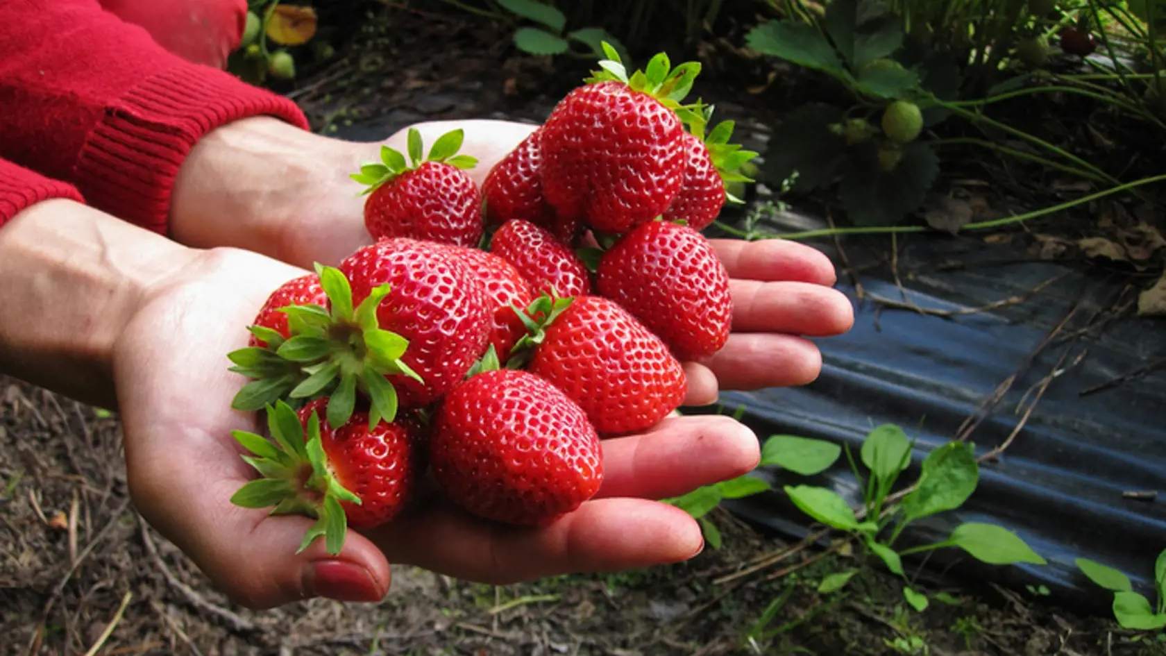 Ešte viac vitamínu C ako pomaranče je v jednej dávke jahôd. Sú tiež bohaté na atioxidanty, sú dobrým zdrojom draslíka a vlákniny. Sú bez tukov, bez sodíka a bez obsahu cholesterolu, čo ich robí zdravými pre srdce. Jeden šálka ovocia má iba asi 50 kalórií.