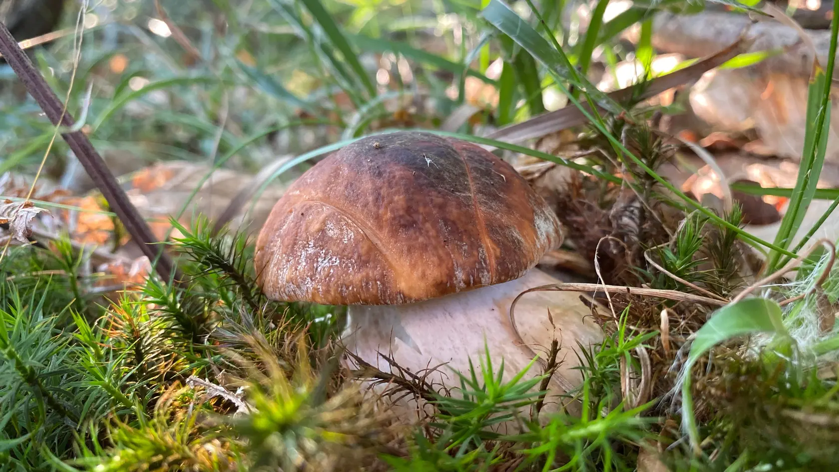 Hríb bronzový rastie od mája do októbra v listnatých lesoch, najmä pod dubmi.