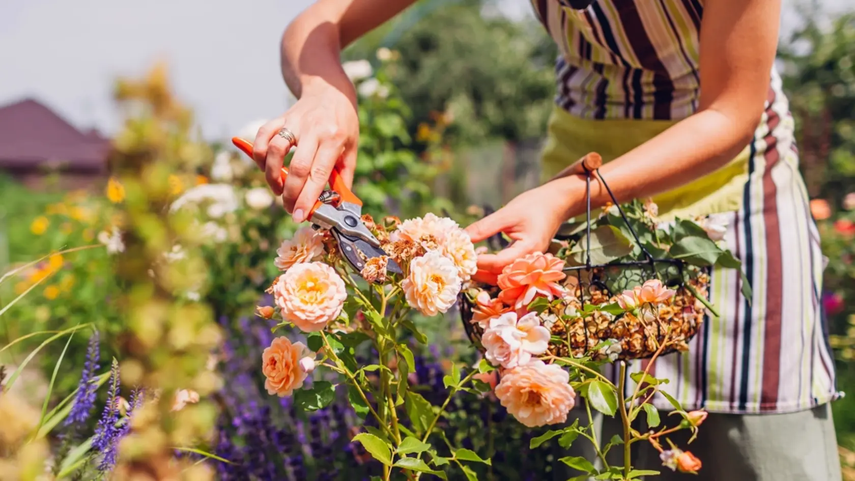 Gardener deadheading spent rose blooms in summer garden. Woman cuts wilted flowers off with pruner and puts them in metal basket.