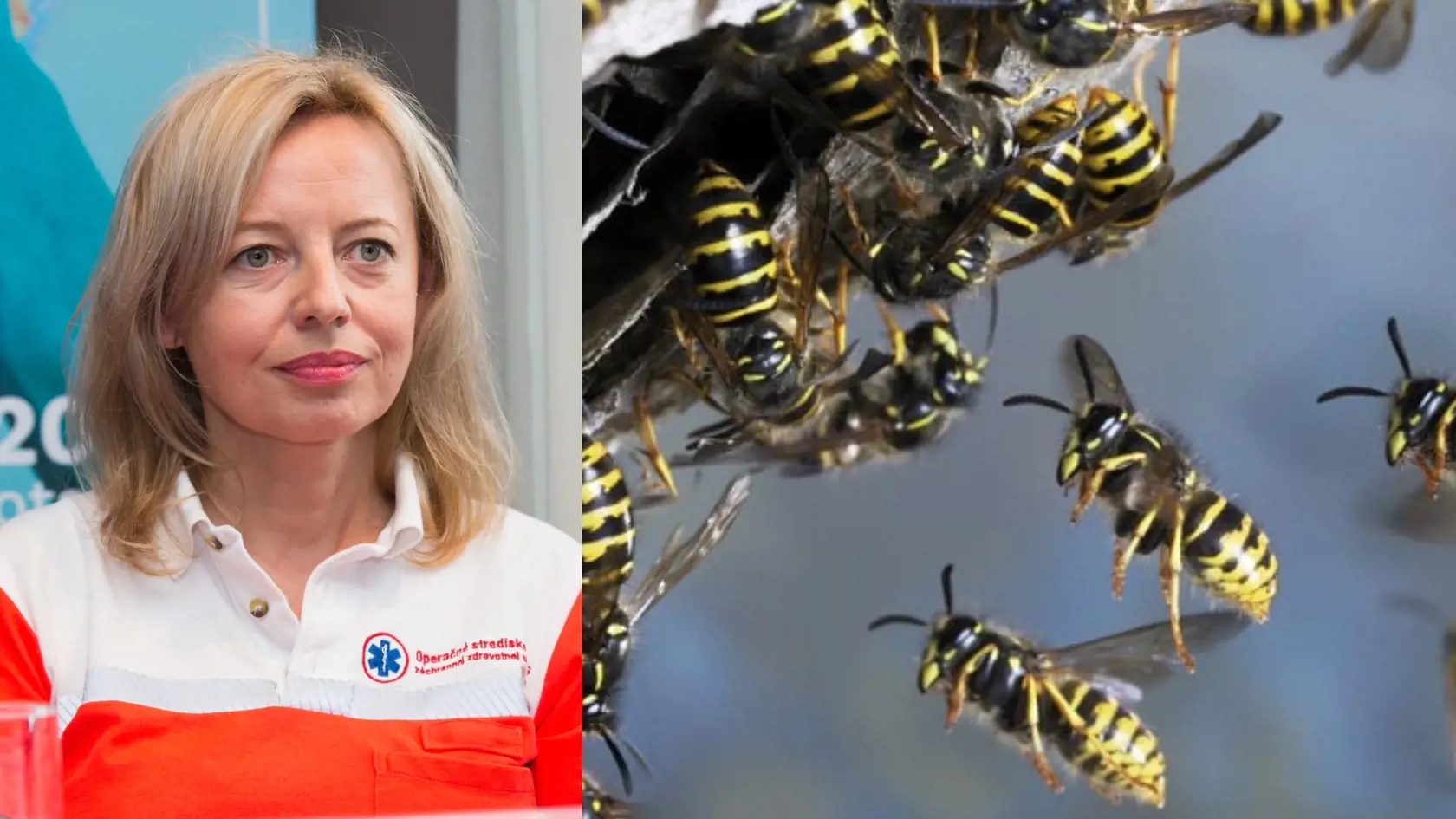 Čo robiť, keď vás uštipne osa alebo včela? Radí hovorkyňa ZZS Alena Krčová