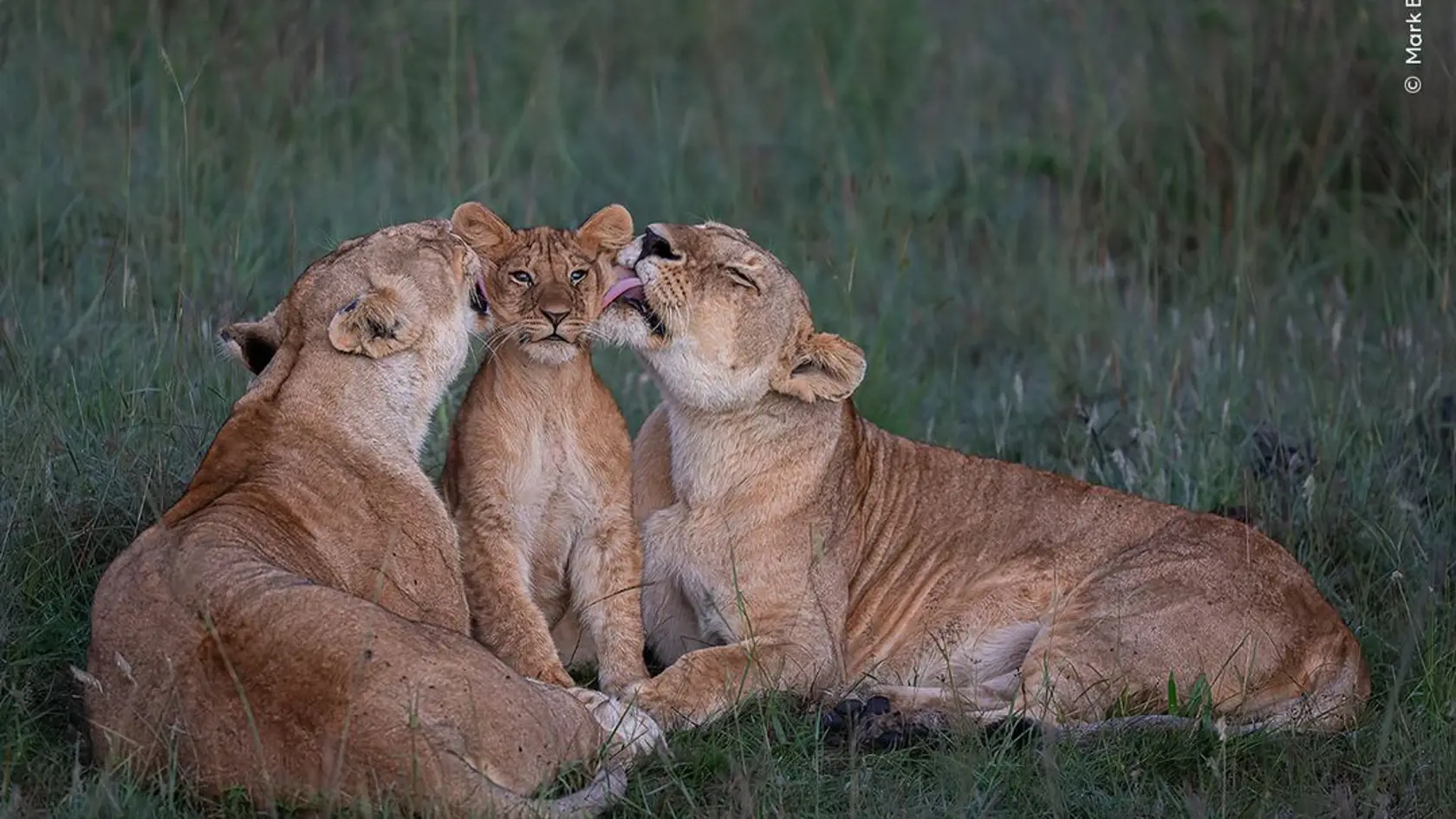 Wildlife Photographer of the Year