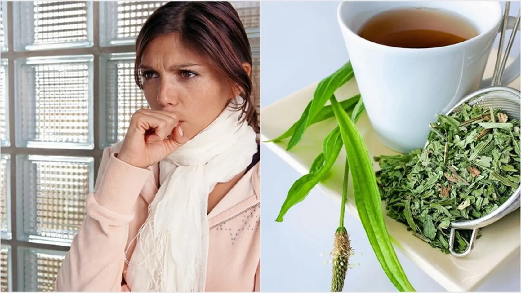 Pri kašli sa odporúča nasadiť skorocel kopijovitý  (Plantago lanceolata, L.). Je výborný pri vlhkom kašli a zahlienených prieduškách. Látky v skoroceli tiež spevňujú pľúcne tkanivo a za čerstva majú antibakteriálne účinky. 2 čajové lyžičky listov skorocelu kopijovitého zaparte ¼ l  horúcej vody, lúhujte 10 minút, potom preceďte. Denne vypite niekoľko šálok čaju osladeného medom. Kašeľ dokáže riadne vyčerpať. Čaj zo skorocelu vám  pomôže zbaviť sa hlienov.