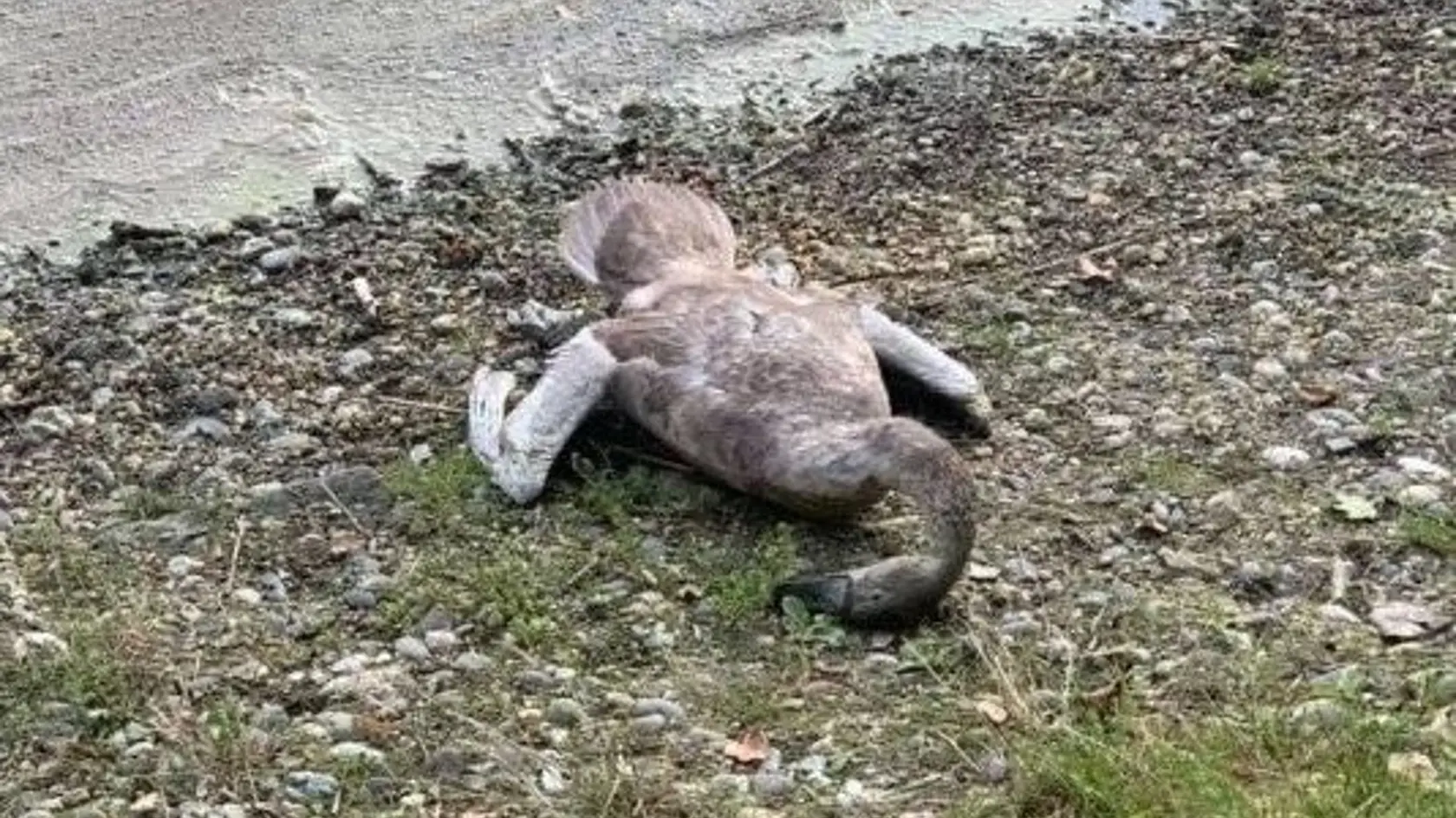 Mŕtva labuť.