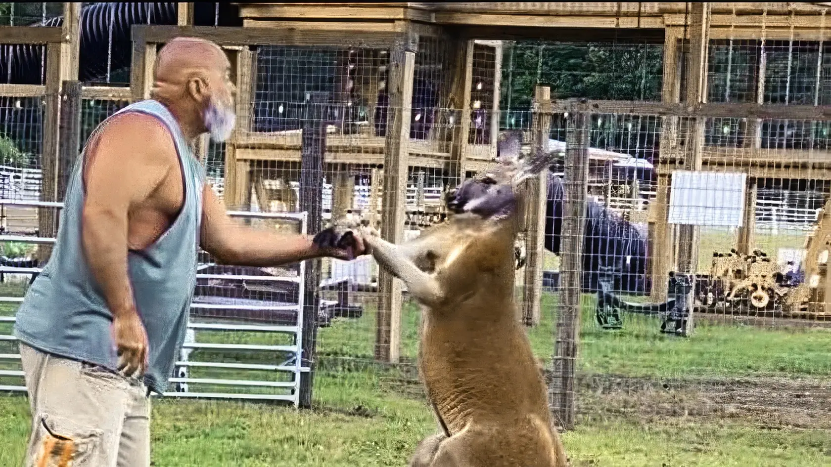 Eric chcel agresívnu kenguru upokojiť, jej útok však neprežil.